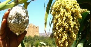 مقومات تحقيق التنمية الزراعية في اليمن